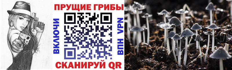 Псилоцибиновые грибы Psilocybine cubensis  Пучеж 